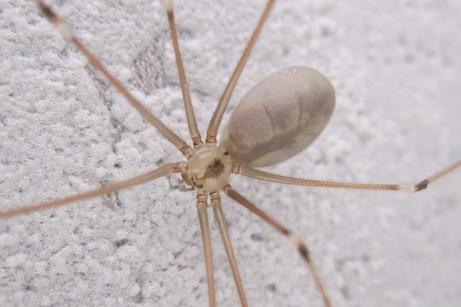 Réf. 295 926 : Pholcus phalangioides