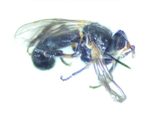 Thecophora atra
