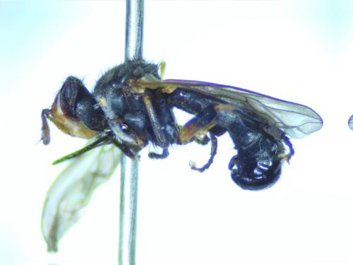 Réf. 295 270 : Thecophora atra