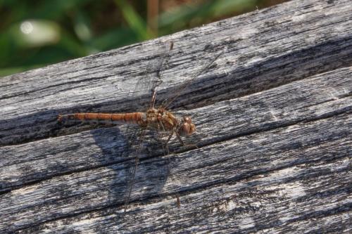 Sympetrum striolatum