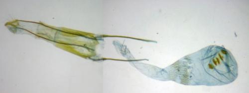 Ephestia welseriella
