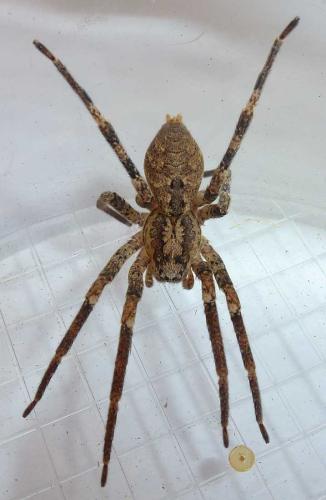 Réf. 295 933 : Zoropsis spinimana