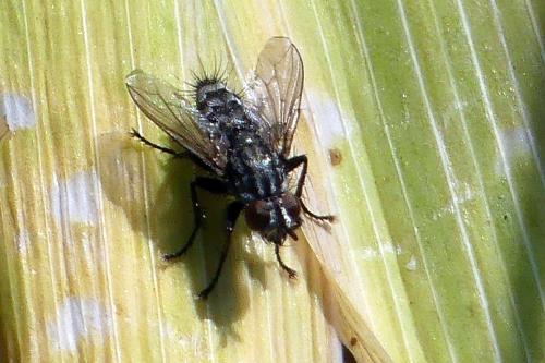 Sarcophaga sp.