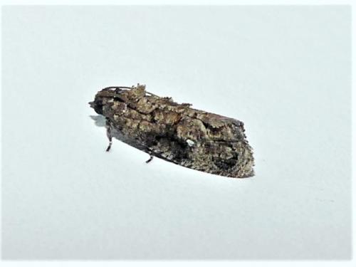 Réf. 295 343 : Thaumatotibia leucotreta