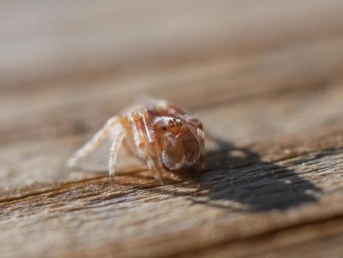 Agalenatea redii