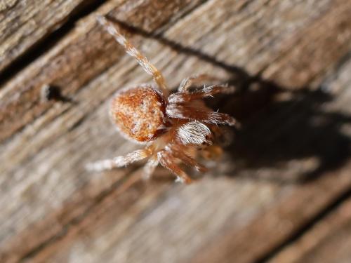 Agalenatea redii