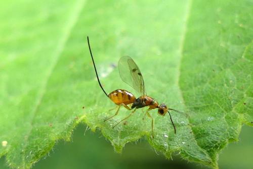 Réf. 295 984 : Megastigmus sp.