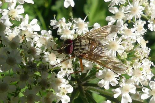 Réf. 295 874 : Phaonia valida