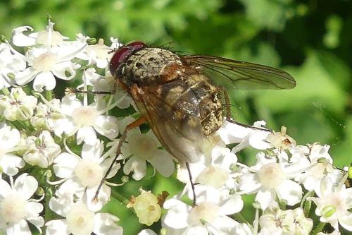 Réf. 295 862 : Phaonia valida