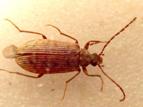 Réf. 295 293 : Gerandryus aetnensis