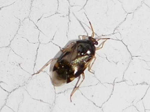 Réf. 295 211 : Deraeocoris lutescens