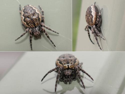 Réf. 295 190 : Nuctenea umbratica
