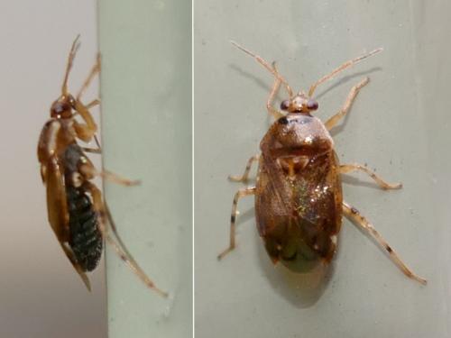 Réf. 295 193 : Deraeocoris lutescens
