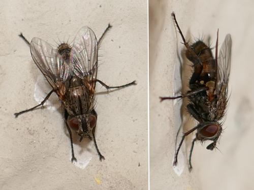Tricogena rubricosa