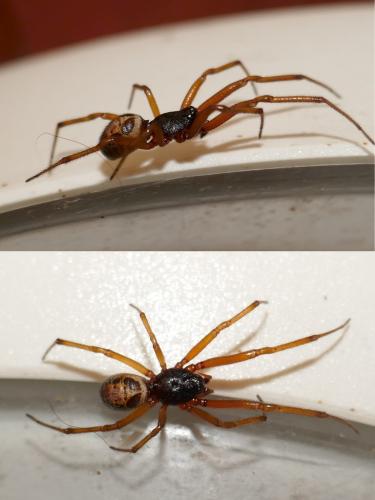 Réf. 295 197 : Steatoda nobilis
