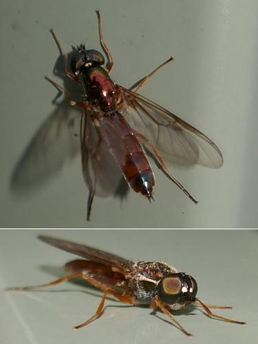 Sargus bipunctatus