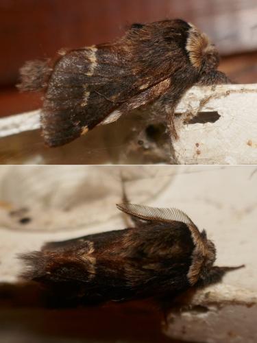Poecilocampa populi