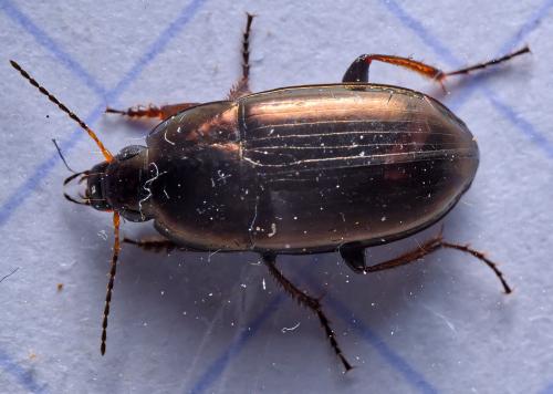 Réf. 295 977 : Amara aenea