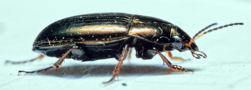 Réf. 295 978 : Amara aenea