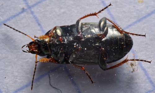 Amara aenea