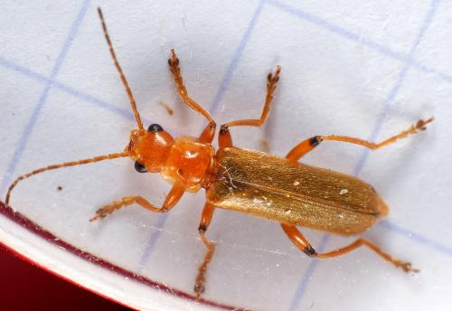 Réf. 295 951 : Cantharis cryptica