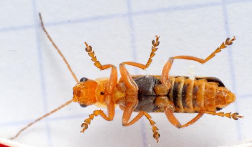 Réf. 295 952 : Cantharis cryptica