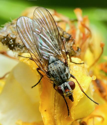 Hylemya sp.