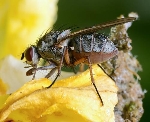 Hylemya sp.