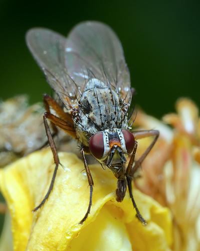 Hylemya sp.