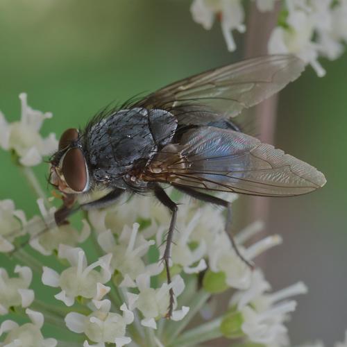 Réf. 295 615 : Calliphora vicina
