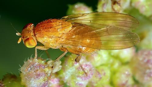 Réf. 295 894 : Sapromyzosoma quadripunctata