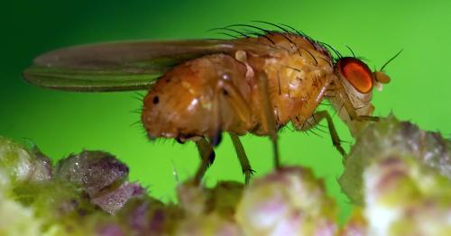 Réf. 295 895 : Sapromyzosoma quadripunctata