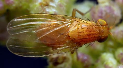 Réf. 295 896 : Sapromyzosoma quadripunctata