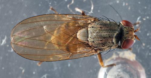 Réf. 295 922 : Minettia fasciata