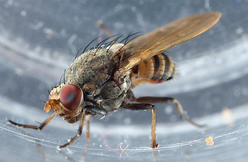 Réf. 295 923 : Minettia fasciata