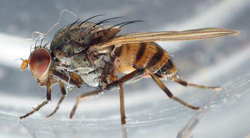 Réf. 295 924 : Minettia fasciata