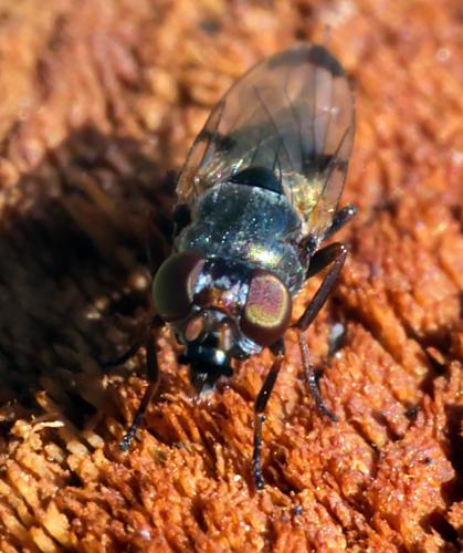 Euxesta pechumani