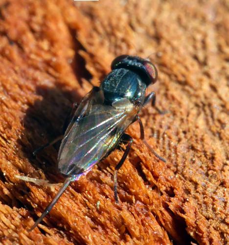 Réf. 295 744 : Euxesta pechumani