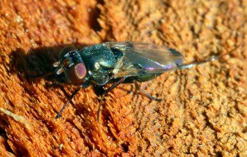 Euxesta pechumani