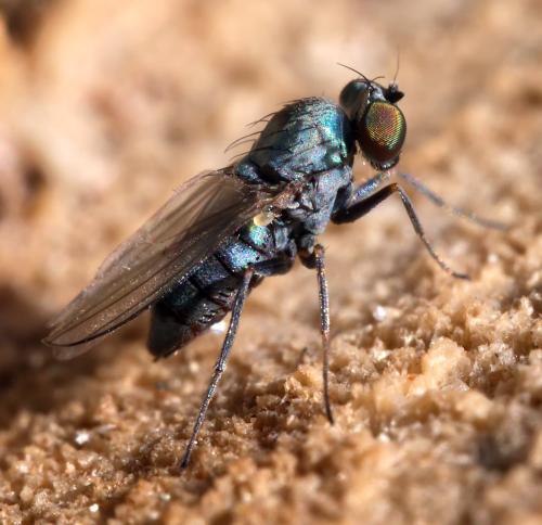Medetera sp.