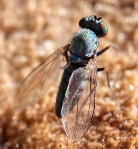 Medetera sp.