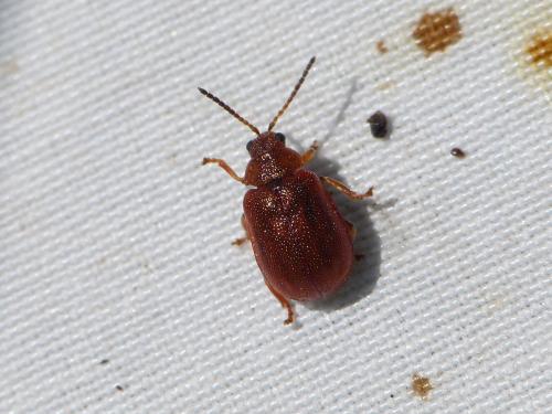 Réf. 295 012 : Lochmaea crataegi