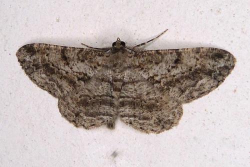 Réf. 295 625 : Peribatodes rhomboidaria