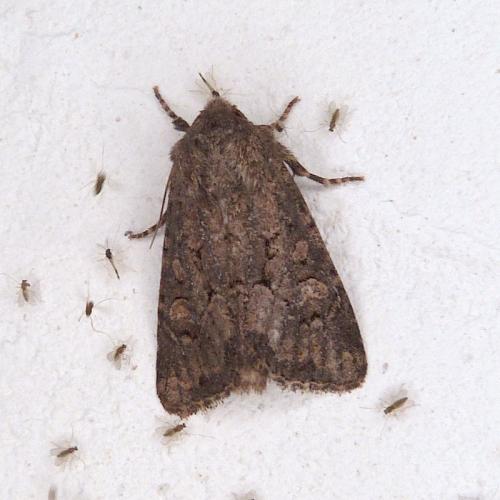 Réf. 295 903 : Luperina testacea