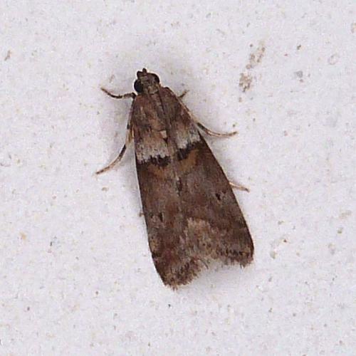 Réf. 295 901 : Acrobasis consociella