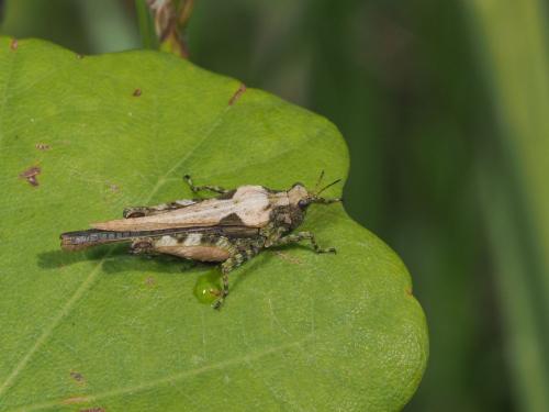 Tetrix ceperoi ceperoi