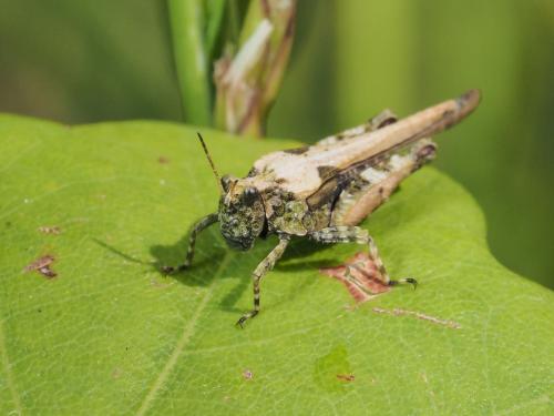 Tetrix ceperoi ceperoi