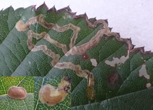 Réf. 295 396 : Stigmella aurella