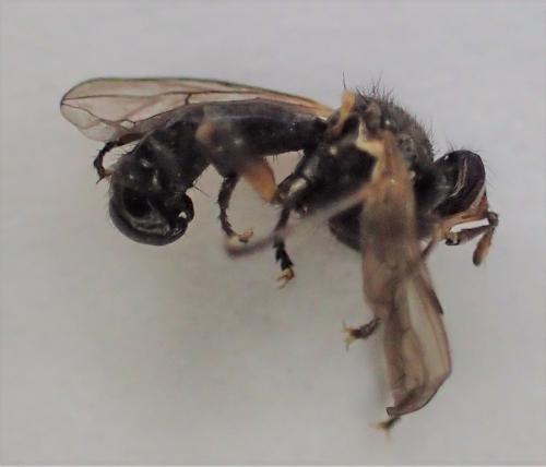 Thecophora atra