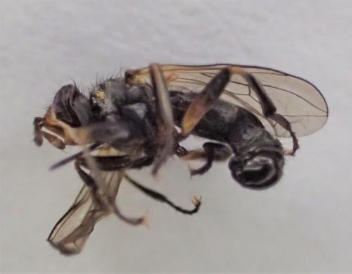 Réf. 295 216 : Thecophora atra